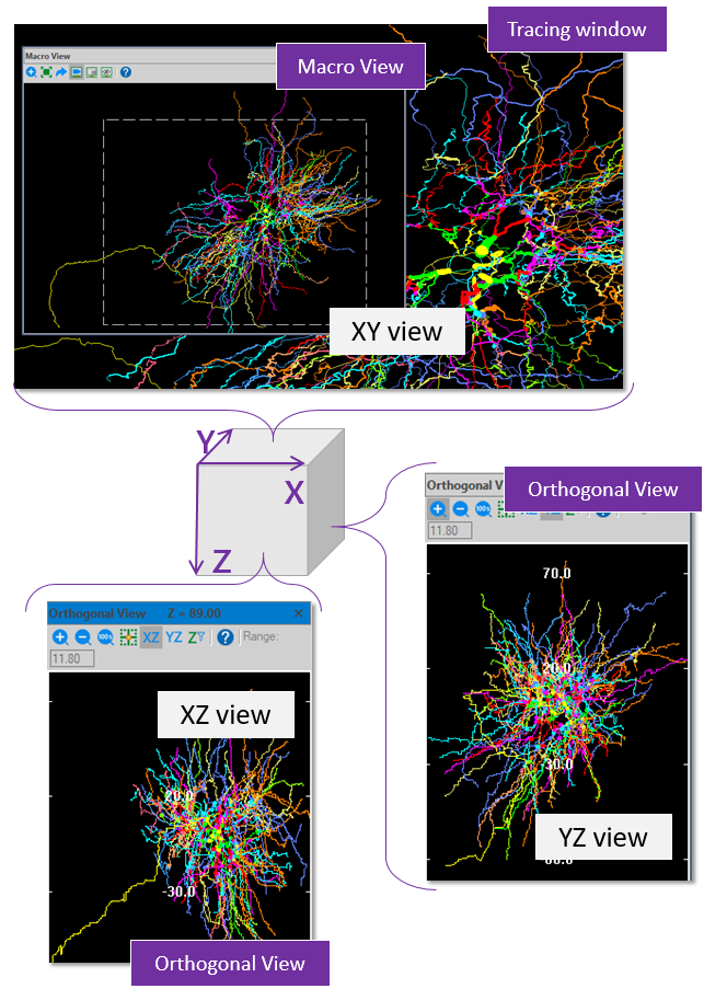 Orthogonal View