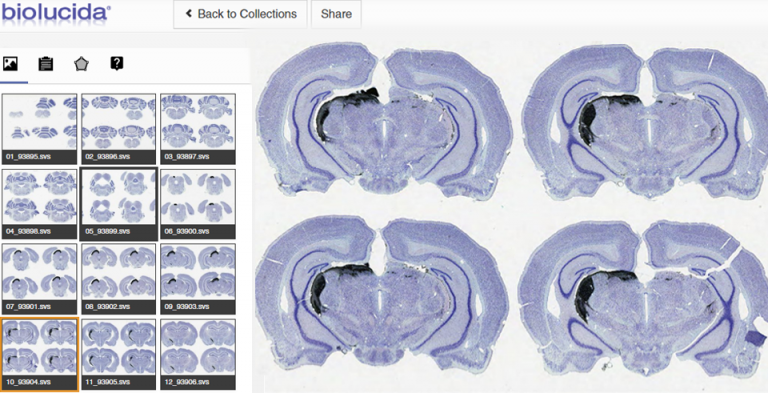 Whole Slide Imaging & Analysis - MBF Bioscience