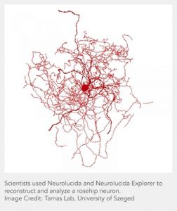 Neuron Tracing And Reconstruction – MBF Bioscience