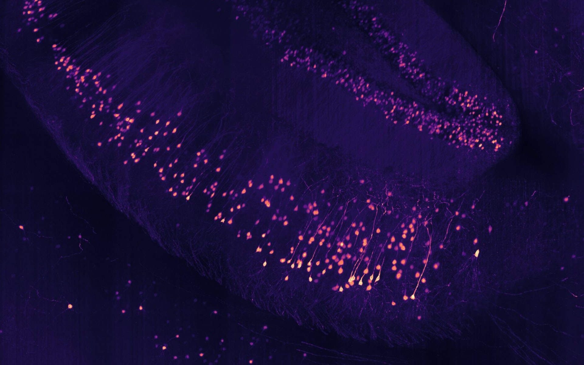 SLICE: Revolutionary Light-Sheet Microscope